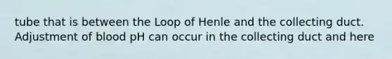 tube that is between the Loop of Henle and the collecting duct. Adjustment of blood pH can occur in the collecting duct and here