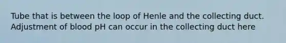 Tube that is between the loop of Henle and the collecting duct. Adjustment of blood pH can occur in the collecting duct here