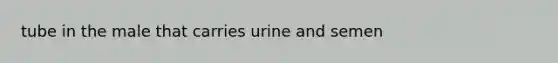 tube in the male that carries urine and semen