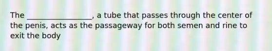 The _________________, a tube that passes through the center of the penis, acts as the passageway for both semen and rine to exit the body