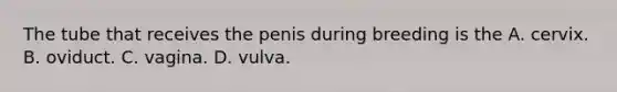 The tube that receives the penis during breeding is the A. cervix. B. oviduct. C. vagina. D. vulva.