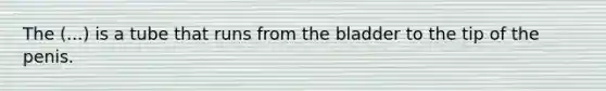 The (...) is a tube that runs from the bladder to the tip of the penis.