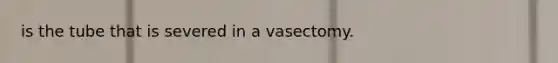 is the tube that is severed in a vasectomy.