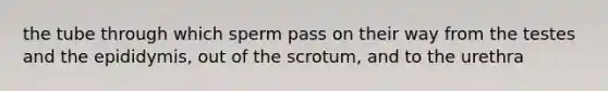 the tube through which sperm pass on their way from the testes and the epididymis, out of the scrotum, and to the urethra