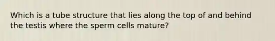 Which is a tube structure that lies along the top of and behind the testis where the sperm cells mature?