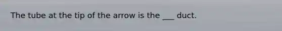 The tube at the tip of the arrow is the ___ duct.