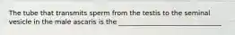 The tube that transmits sperm from the testis to the seminal vesicle in the male ascaris is the _______________________________