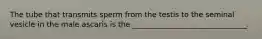 The tube that transmits sperm from the testis to the seminal vesicle in the male ascaris is the _______________________________.