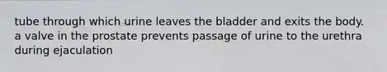 tube through which urine leaves the bladder and exits the body. a valve in the prostate prevents passage of urine to the urethra during ejaculation