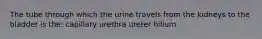 The tube through which the urine travels from the kidneys to the bladder is the: capillary urethra ureter hilium