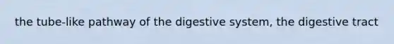 the tube-like pathway of the digestive system, the digestive tract