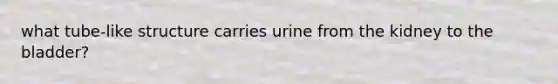 what tube-like structure carries urine from the kidney to the bladder?