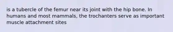 is a tubercle of the femur near its joint with the hip bone. In humans and most mammals, the trochanters serve as important muscle attachment sites