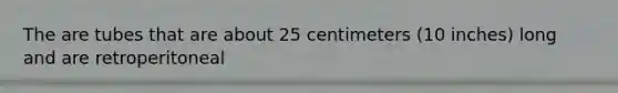 The are tubes that are about 25 centimeters (10 inches) long and are retroperitoneal