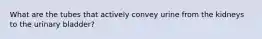 What are the tubes that actively convey urine from the kidneys to the urinary bladder?