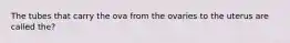 The tubes that carry the ova from the ovaries to the uterus are called the?