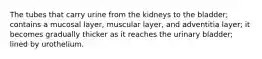 The tubes that carry urine from the kidneys to the bladder; contains a mucosal layer, muscular layer, and adventitia layer; it becomes gradually thicker as it reaches the urinary bladder; lined by urothelium.