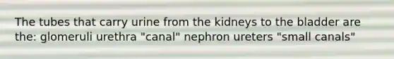 The tubes that carry urine from the kidneys to the bladder are the: glomeruli urethra "canal" nephron ureters "small canals"