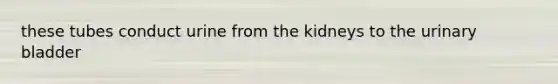these tubes conduct urine from the kidneys to the urinary bladder