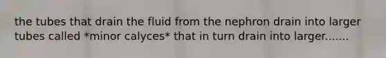 the tubes that drain the fluid from the nephron drain into larger tubes called *minor calyces* that in turn drain into larger.......