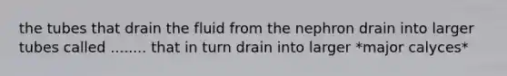 the tubes that drain the fluid from the nephron drain into larger tubes called ........ that in turn drain into larger *major calyces*