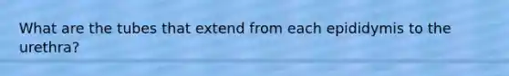 What are the tubes that extend from each epididymis to the urethra?