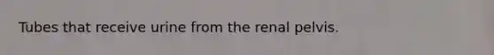 Tubes that receive urine from the renal pelvis.