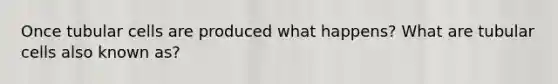 Once tubular cells are produced what happens? What are tubular cells also known as?