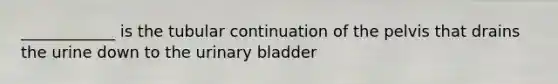 ____________ is the tubular continuation of the pelvis that drains the urine down to the <a href='https://www.questionai.com/knowledge/kb9SdfFdD9-urinary-bladder' class='anchor-knowledge'>urinary bladder</a>