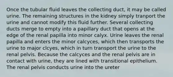 Once the tubular fluid leaves the collecting duct, it may be called urine. The remaining structures in the kidney simply tranport the urine and cannot modify this fluid further. Several collecting ducts merge to empty into a papillary duct that opens at the edge of the renal papilla into minor calyx. Urine leaves the renal papilla and enters the minor calcyces, which then transports the urine to major clcyes, which in turn transport the urine to the renal pelvis. Because the calcyces and the renal pelvis are in contact with urine, they are lined with transitional epithelium. The renal pelvis conducts urine into the ureter