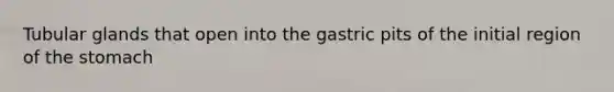 Tubular glands that open into the gastric pits of the initial region of <a href='https://www.questionai.com/knowledge/kLccSGjkt8-the-stomach' class='anchor-knowledge'>the stomach</a>