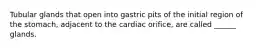 Tubular glands that open into gastric pits of the initial region of the stomach, adjacent to the cardiac orifice, are called ______ glands.