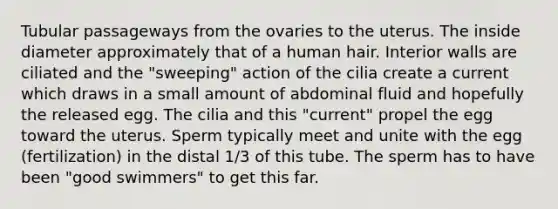 Tubular passageways from the ovaries to the uterus. The inside diameter approximately that of a human hair. Interior walls are ciliated and the "sweeping" action of the cilia create a current which draws in a small amount of abdominal fluid and hopefully the released egg. The cilia and this "current" propel the egg toward the uterus. Sperm typically meet and unite with the egg (fertilization) in the distal 1/3 of this tube. The sperm has to have been "good swimmers" to get this far.