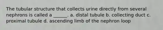 The tubular structure that collects urine directly from several nephrons is called a ______. a. distal tubule b. collecting duct c. proximal tubule d. ascending limb of the nephron loop