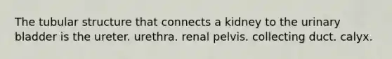 The tubular structure that connects a kidney to the urinary bladder is the ureter. urethra. renal pelvis. collecting duct. calyx.