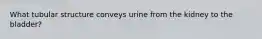 What tubular structure conveys urine from the kidney to the bladder?