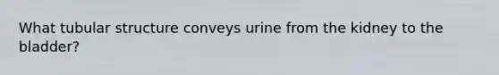 What tubular structure conveys urine from the kidney to the bladder?