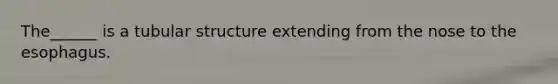 The______ is a tubular structure extending from the nose to the esophagus.