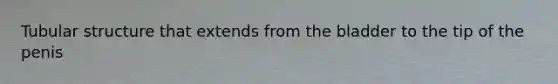 Tubular structure that extends from the bladder to the tip of the penis