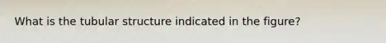 What is the tubular structure indicated in the figure?
