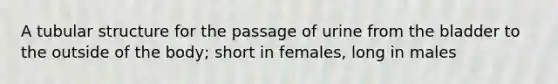 A tubular structure for the passage of urine from the bladder to the outside of the body; short in females, long in males