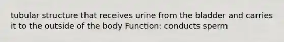 tubular structure that receives urine from the bladder and carries it to the outside of the body Function: conducts sperm