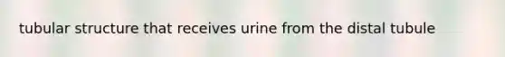 tubular structure that receives urine from the distal tubule