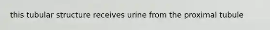 this tubular structure receives urine from the proximal tubule