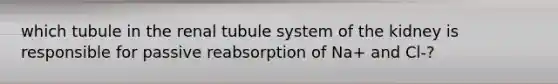 which tubule in the renal tubule system of the kidney is responsible for passive reabsorption of Na+ and Cl-?