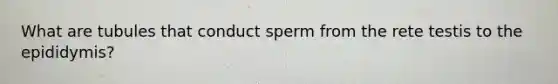 What are tubules that conduct sperm from the rete testis to the epididymis?