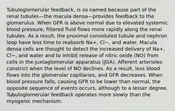 Tubuloglomerular feedback, is so named because part of the renal tubules—the macula densa—provides feedback to the glomerulus. When GFR is above normal due to elevated systemic blood pressure, filtered fluid flows more rapidly along the renal tubules. As a result, the proximal convoluted tubule and nephron loop have less time to reabsorb Na+, Cl−, and water. Macula densa cells are thought to detect the increased delivery of Na+, Cl−, and water and to inhibit release of nitric oxide (NO) from cells in the juxtaglomerular apparatus (JGA). Afferent arterioles constrict when the level of NO declines. As a result, less blood flows into the glomerular capillaries, and GFR decreases. When blood pressure falls, causing GFR to be lower than normal, the opposite sequence of events occurs, although to a lesser degree. Tubuloglomerular feedback operates more slowly than the myogenic mechanism.