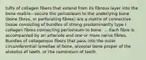 tufts of collagen fibers that extend from its fibrous layer into the bone matrix—secure the periosteum to the underlying bone (bone fibres, or perforating fibres) are a matrix of connective tissue consisting of bundles of strong predominantly type I collagen fibres connecting periosteum to bone. ... Each fibre is accompanied by an arteriole and one or more nerve fibres. Bundles of collagenous fibers that pass into the outer circumferential lamellae of bone, alveolar bone proper of the alveolus of teeth, or the cementum of teeth.