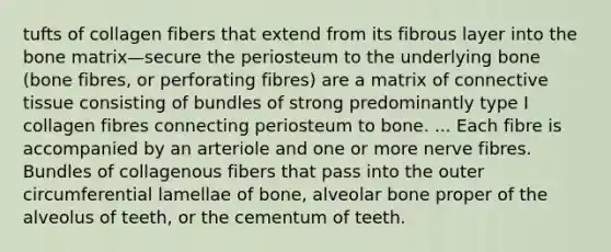 tufts of collagen fibers that extend from its fibrous layer into the bone matrix—secure the periosteum to the underlying bone (bone fibres, or perforating fibres) are a matrix of <a href='https://www.questionai.com/knowledge/kYDr0DHyc8-connective-tissue' class='anchor-knowledge'>connective tissue</a> consisting of bundles of strong predominantly type I collagen fibres connecting periosteum to bone. ... Each fibre is accompanied by an arteriole and one or more nerve fibres. Bundles of collagenous fibers that pass into the outer circumferential lamellae of bone, alveolar bone proper of the alveolus of teeth, or the cementum of teeth.