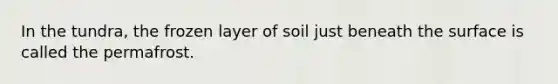 In the tundra, the frozen layer of soil just beneath the surface is called the permafrost.